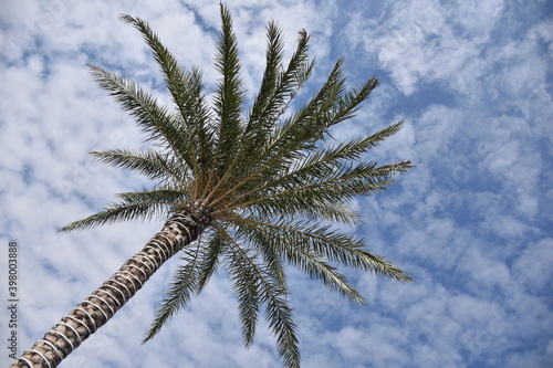 Beautiful nature palm tree  blue sky with clouds background