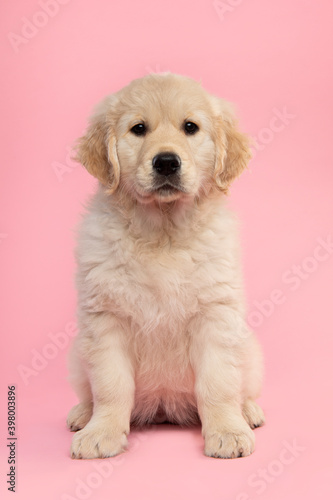Cute sitting golden retriever puppy looking at the camera on a pink background