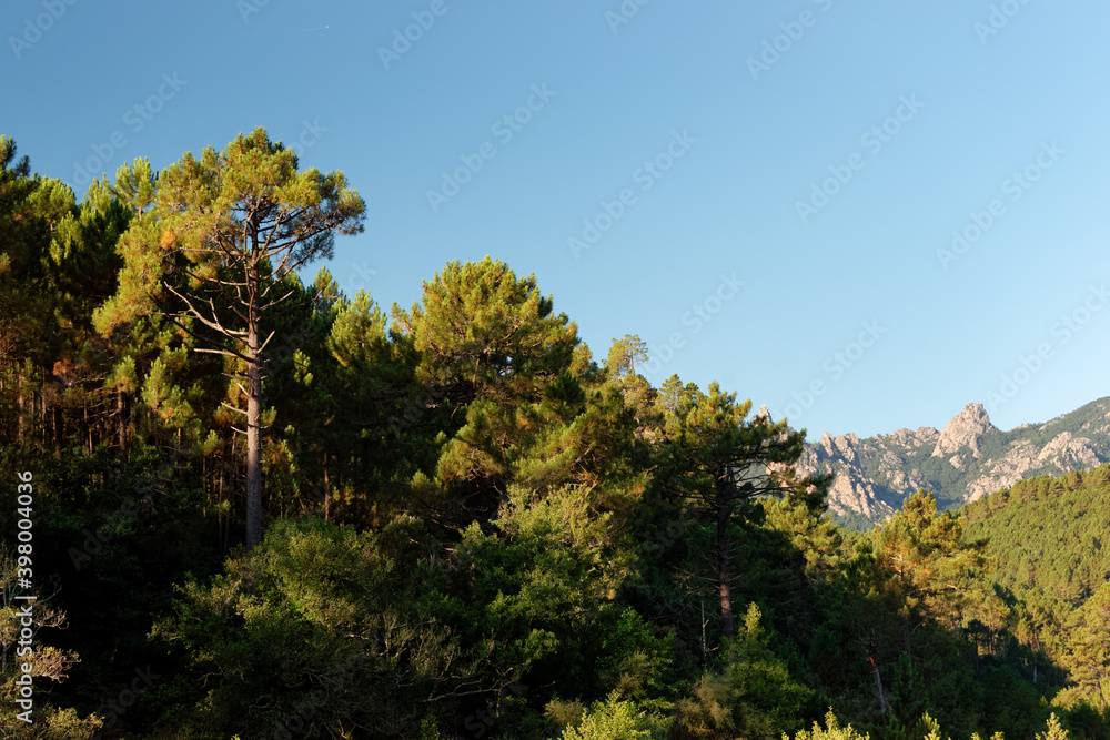 Bavella forest in Corsica mountain