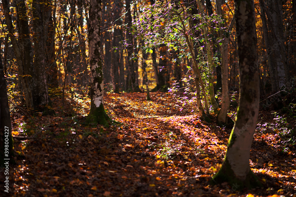 autumn landscape in a mountain forest. the sun filtering through the trees. warm colors autumn landscape in a mountain forest. the sun filtering through the trees. warm colors