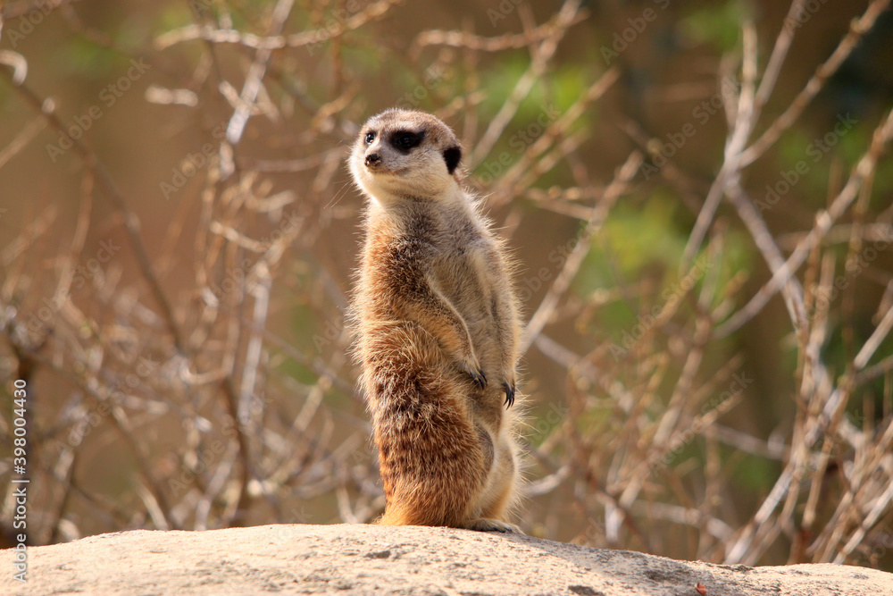 Erdmännchen (Suricata suricatta) auch Surikate oder Scharrtier, Wachposten auf Aussichtshügel Erdmännchen (Suricata suricatta) auch Surikate oder Scharrtier, Wachposten auf Aussichtshügel