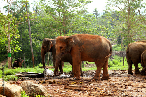 Asian Elephants Eating Food