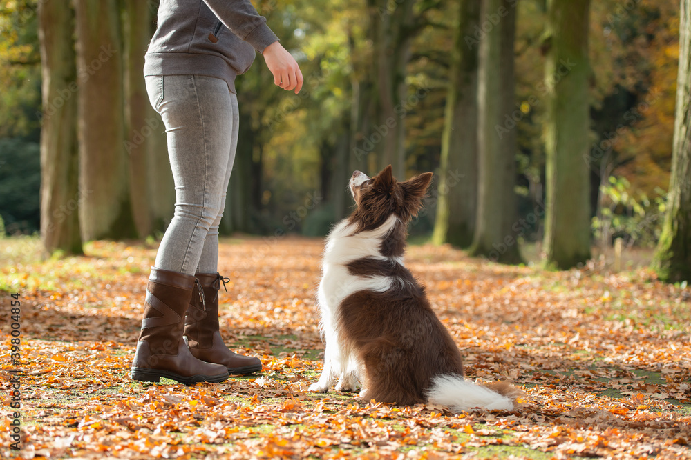 Obraz premium Dog seen from the back, sitting and looking up focused on its owner being trained by its owner outdoors in a forest lane during autumn