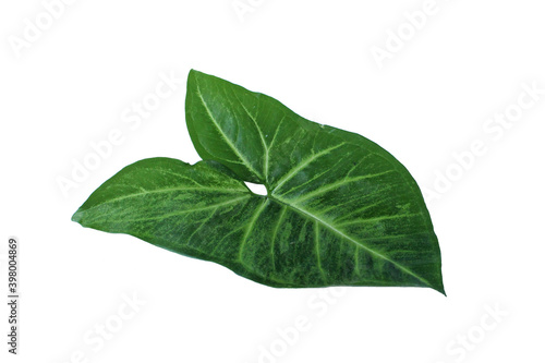 beautiful green leaf ornamental nature object with isolated background