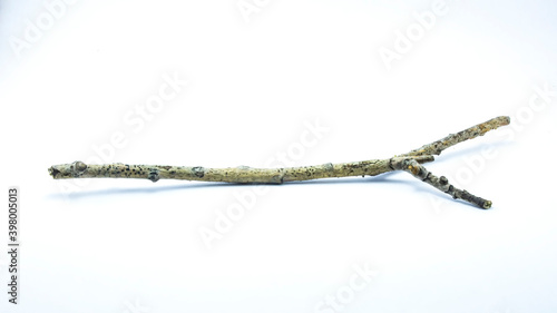 dry tree branches on a white background