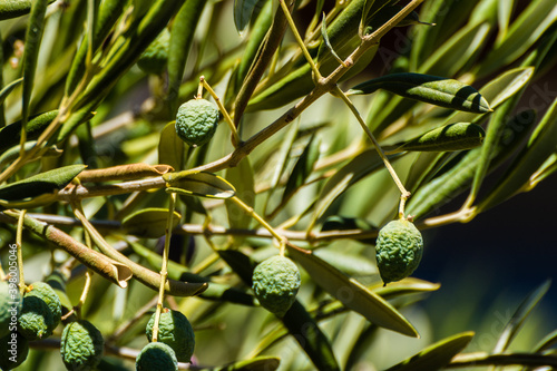 Green olives on olive tree wrinkled from lack of water.
