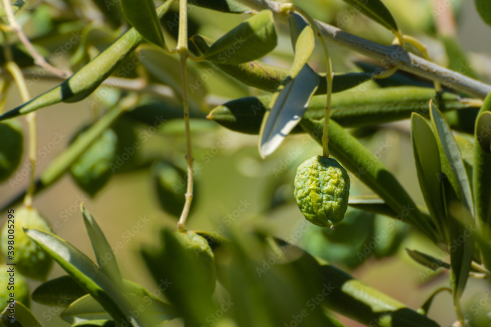 Green olives on olive tree wrinkled from lack of water. Green olives on olive tree wrinkled from lack of water.