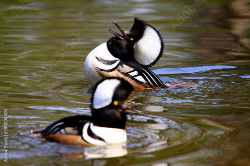 Kappensäger (Lophodytes cucullatus) Männchen drohend, Revierverteidigung photo