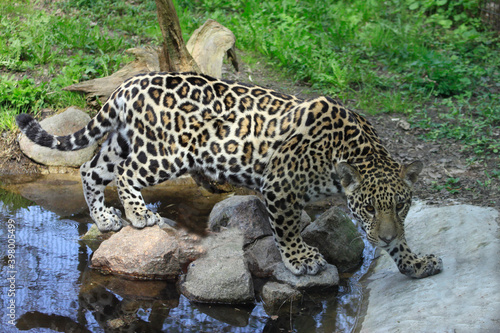 Jaguar (Panthera onca) Raubtier, Südamerika und Mittelamerika