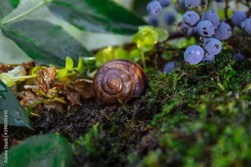 Large brown snail in a shell in a clearing with green moss and leaves next to blue Mahoney berries, blueberries and godubiks close-up, macrocosm concept, wildlife, pests, macro art, forest inhabitants