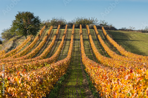 hills with colorful grapevines in the nature landscape