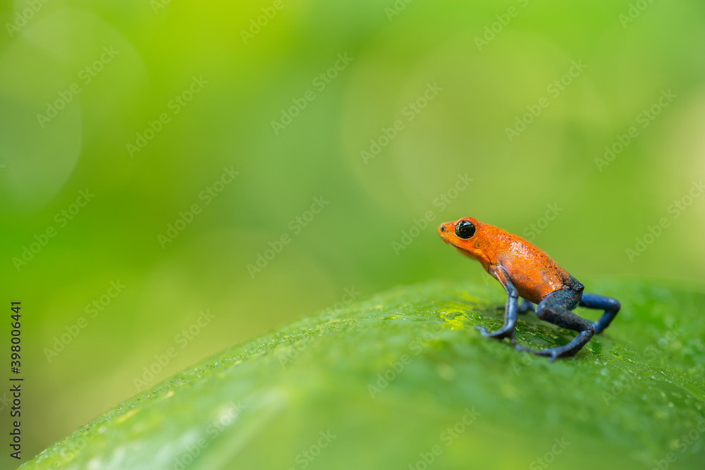 Fototapeta premium Pretty blue jeans frog seen form the side on a green leaf on a green background with space for copy