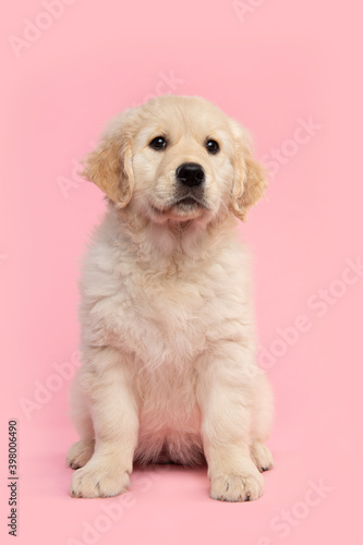 Cute sitting golden retriever puppy looking up on a pink background seen from the front