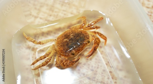 Freshwater river crab Potamon sp. in a laboratory, close-up. Italy. Wildlife, biology, zoology, carcinology, science, education, university, zoo, environmental damage and protection photo