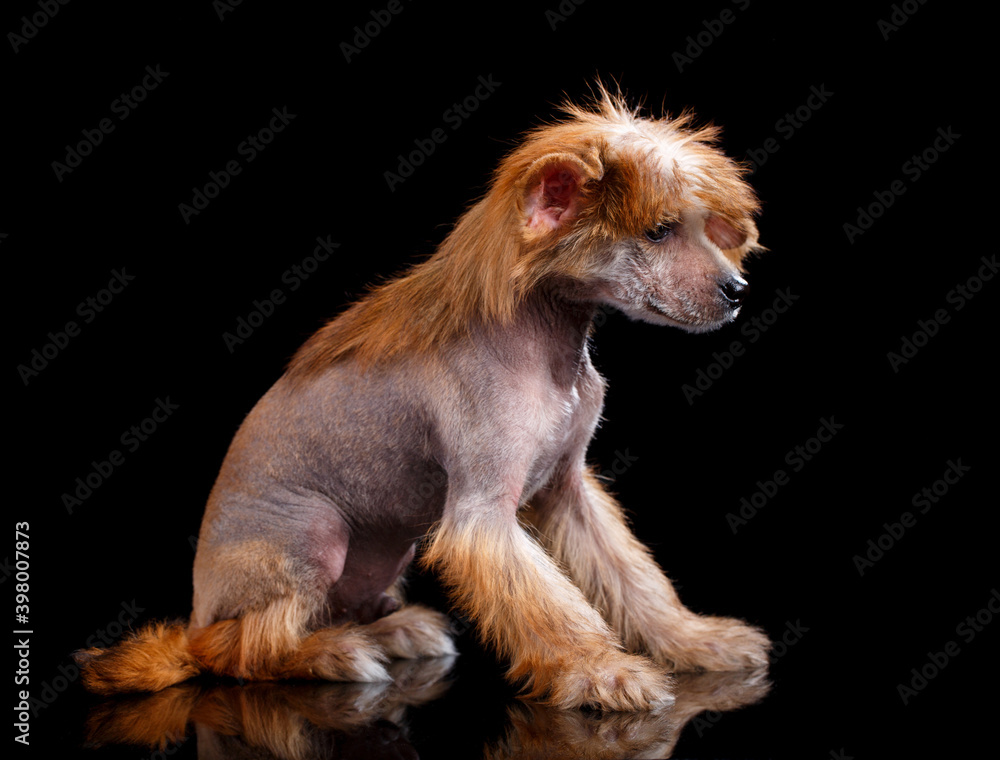 Obraz premium Chinese Crested dog on a black background in the studio.