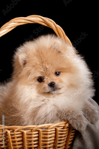 Cute Pomeranian Spitz puppy in wicker basket on black background.