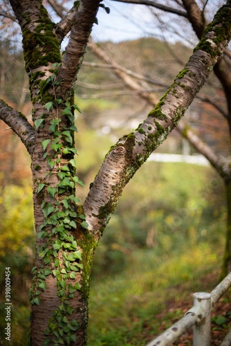 tree in spring