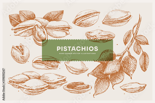 Hand-drawn pistachio nuts. Tropical fetus, open and whole. Organic food concept. It can be used as a decoration element for markets, menus, and packaging. Vintage botanical illustrations.