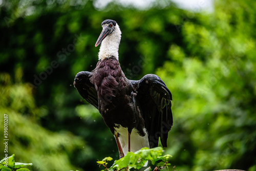 The woolly-necked stork or whitenecked stork (Ciconia episcopus) is a large wading bird in the stork family Ciconiidae. photo