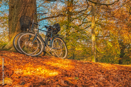 Bicycles lean against a tree amid colourful leaves in Autumn convey the Danish hygge concept. Bikes parked in a forest at fall as sun peeps through a thick foliage. Scandinavian lifestyle illustration © Roberto