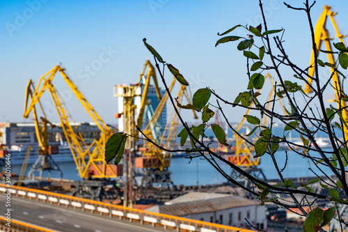 Fading dry green brown foliage of tree branches in front of blurred background of seaport industrial landscape with defocused silhouettes of yellow shore cranes jibs