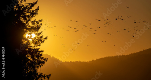 The silhouettes of birds flying into the sunset in British Columbia, Canada.