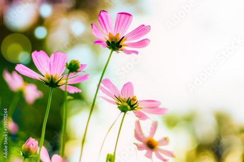 Cosmos flowers beautiful in the garden soft light on blur background