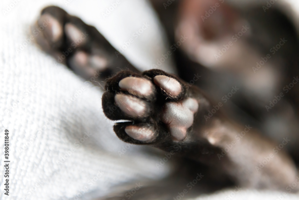 Black oriental cat paws Black oriental cat paws