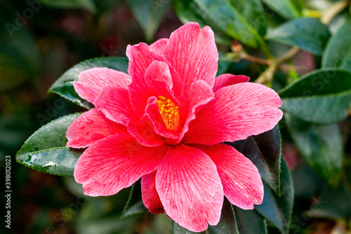 Camellia x Williamsii 'Freedom Bell' a spring summer shrub plant with a winter springtime red flower stock photo image photo