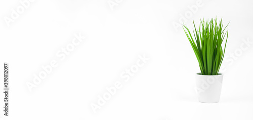 Sprouted wheat in a white pot. The grass is green On a white background.