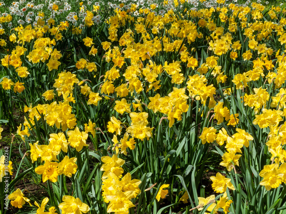 Daffodils (narcissus) a springtime yellow flower bulb plant growing outdoors in a public park during the spring season, stock photo image Daffodils (narcissus) a springtime yellow flower bulb plant growing outdoors in a public park during the spring season, stock photo image