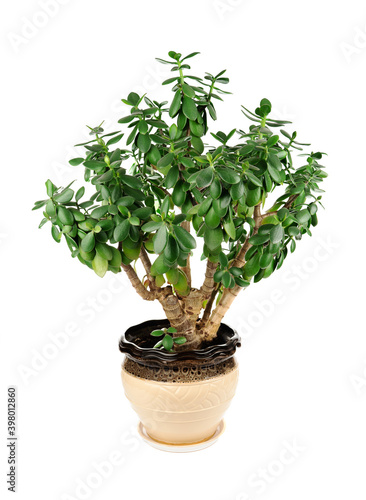 houseplant Crassula ovata jade money tree plant in ceramic pot on white background