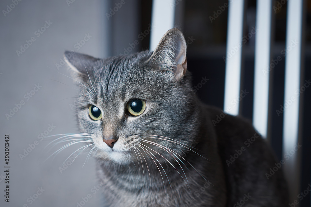 home gray cat close up