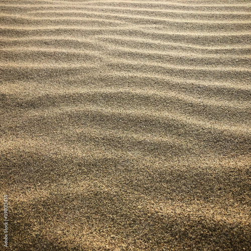 sable