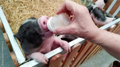 
hand of elderly woman using  milk bottle to feed the Hampshire pig.
