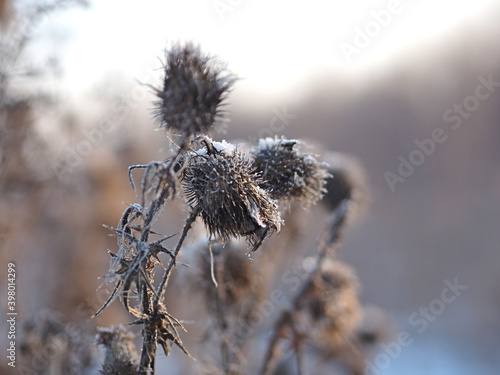 Burdock in hoarfrost. Plant, grass in the snow. Macro.