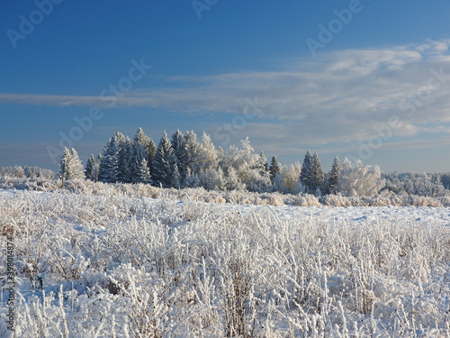 Forest in the snow. Snow-covered fields, trees, grass. Winter. Cold. Clear sky. Russia, Ural, Perm