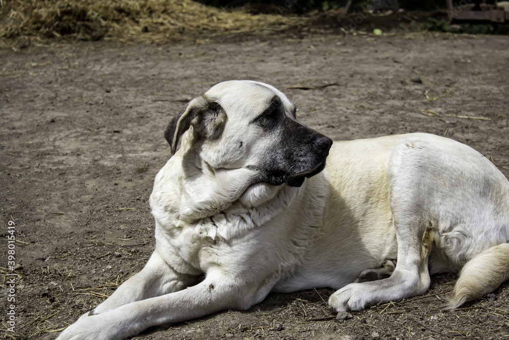 Obraz premium Mastiff dog lying down