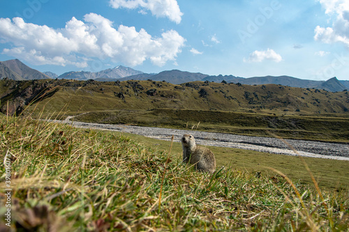 mountain gopher in the mountains
