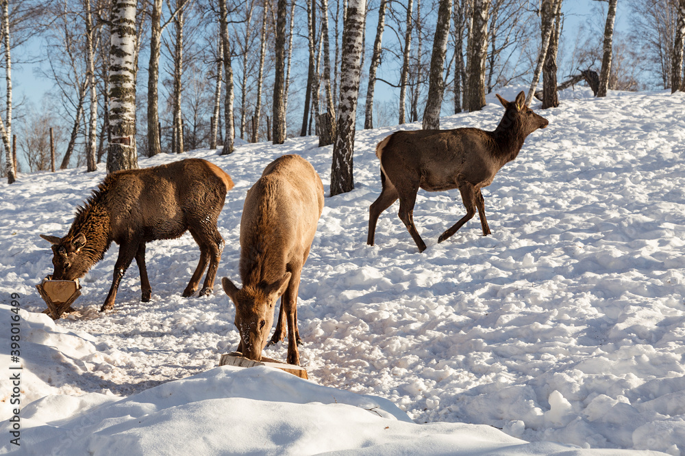 Altai marals at feeders in the winter mountains of Altai Altai marals at feeders in the winter mountains of Altai