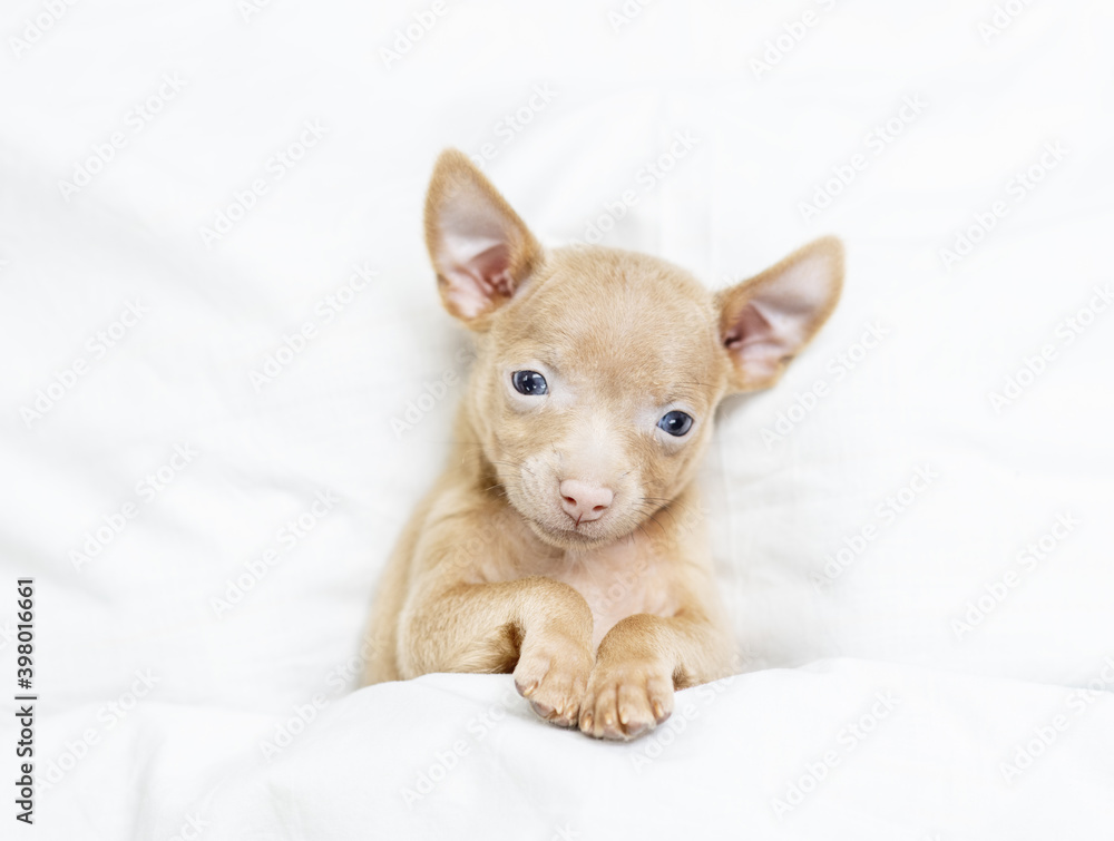 A very small toy terrier puppy lies under the blanket and looks at the camera. Puppy top view A very small toy terrier puppy lies under the blanket and looks at the camera. Puppy top view