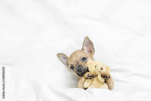 A very small toy terrier puppy lies under the blanket hugging a teddy bear. Puppy top view