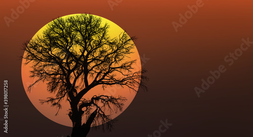 Silhouette of dead tree with red sun at sunset