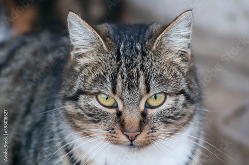 Gray-brown striped cat with a white breast on a gray blurred background.Portrait of a beautiful gray cat closeup.Photo of a cat full face.
The cat looks straight.
Strict look of a pet.