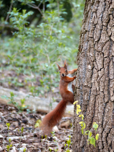 Red squirrel (sciurus) on a tree in the park © BirgitKorber