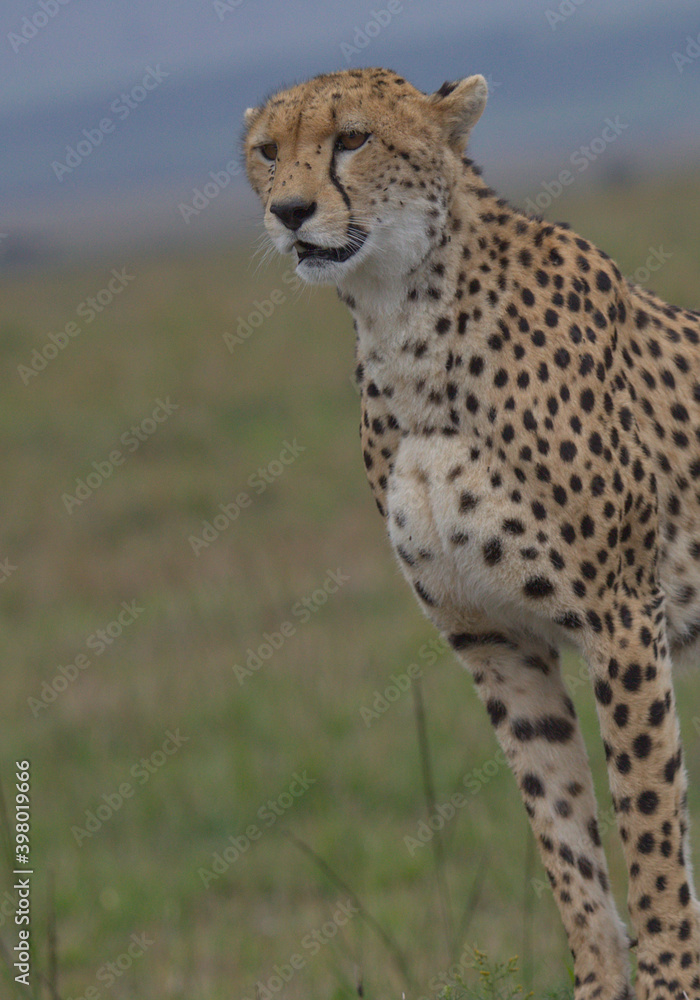 close-up portrait of cheetah standing looking intently and alert in the wild masai mara kenya close-up portrait of cheetah standing looking intently and alert in the wild masai mara kenya
