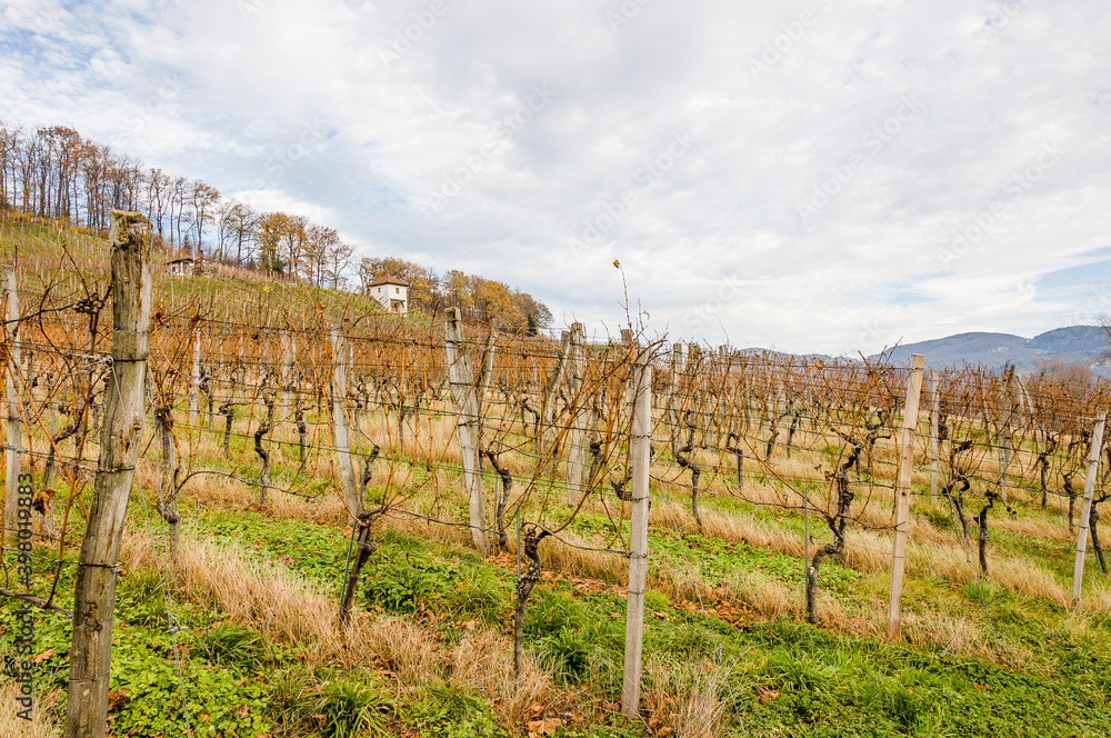 Fototapeta premium Aesch, Klus, Weinberge, Rebbergweg, Pfeffingen, Birseck, Baselland, Wanderweg, Landwirtschaft, Winter, Schweiz, Nordwestschweiz