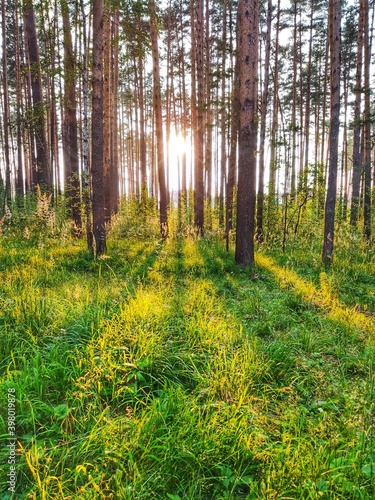 Sunset in the Forest