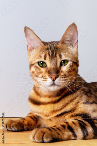 Fototapeta Naklejka Na Ścianę i Meble -  Close-up photo of amazing bengal cat resting on table. Unique spotted domestic cat. Cat looking directly to the camera. Vertcal format. 