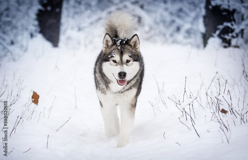 dog in frosty snow in winter, alaskan malamute
